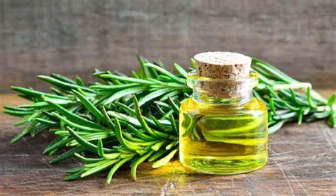 Rosemary Oil: Skin Benefits & Its Uses