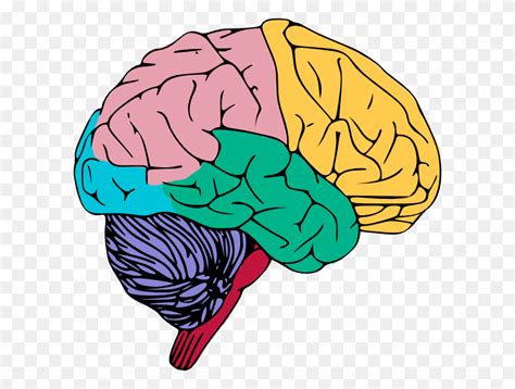 Brain - Brain Icon PNG - FlyClipart