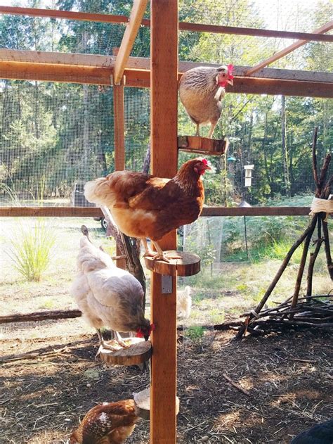 Chicken Run Playground – The Artful Roost | Chicken coop run, Chicken ...