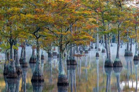 Taxodium ascendens (Pond Cypress)