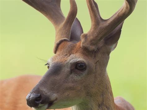 Why bucks shed their antlers | Mississippi State University Extension ...