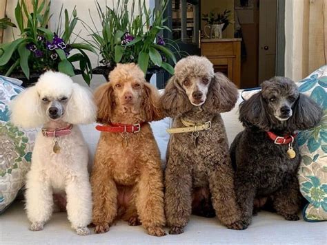 Do you know how many Poodle colors there are? Which is the best? - K9 Web