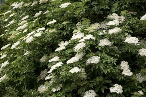 Growing the Common Elderberry Tree in the Home Garden