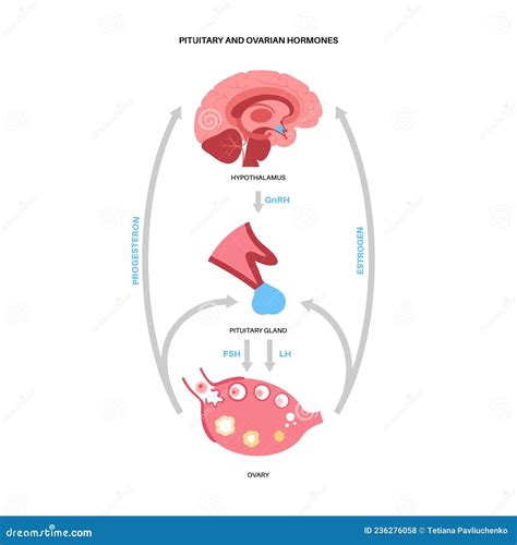 Female Reproductive Hormones Stock Vector - Illustration of menstrual, female: 236276058