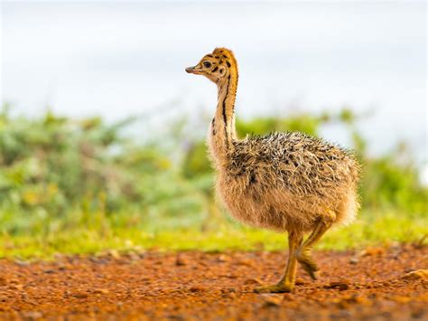 Baby Ostriches: All You Need to Know (with Pictures) | Birdfact