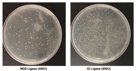 T4 DNA Ligase - Intact Genomics