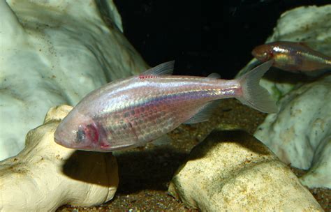 Blind Cave Tetra Care (Astyanax mexicanus) - Aquarium API