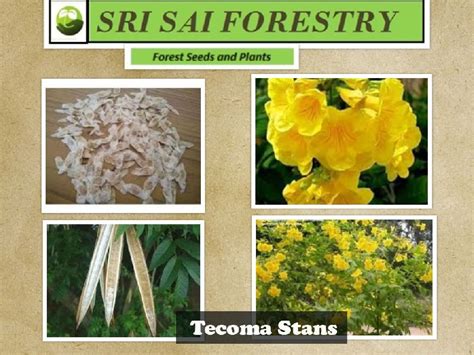 Tecoma Stans Seeds Buy tecoma stans seeds in Bangalore Karnataka India