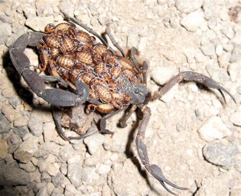 Baby Love: Scorpion Motherhood and Family Values | Todos Santos Eco Adventures' Blog