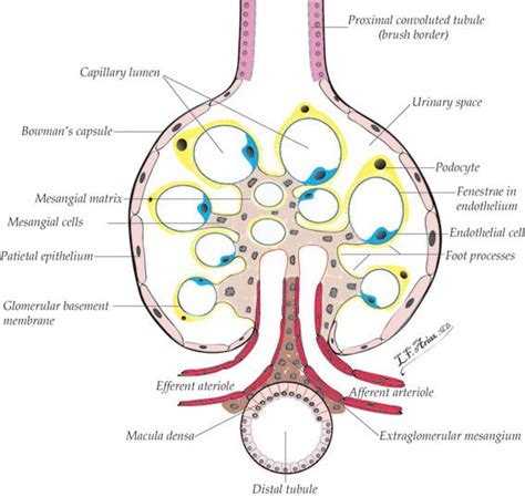 Histol glomérulo Loop Of Henle, Nephrotic Syndrome, Cell Cover, Medical ...