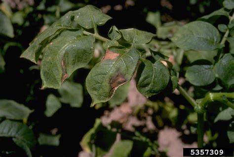 Fusarium wilts, blights, rots and damping-off (Fusarium spp. ) on potato (Solanum tuberosum ...