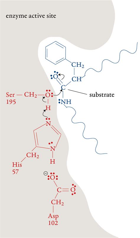 Chymotrypsin