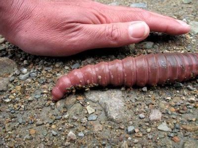 South African Earthworms Can Grow as Large as 22 Feet Long