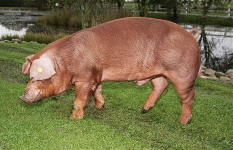 Duroc Pigs: Breed Profile, Characteristics and Photos