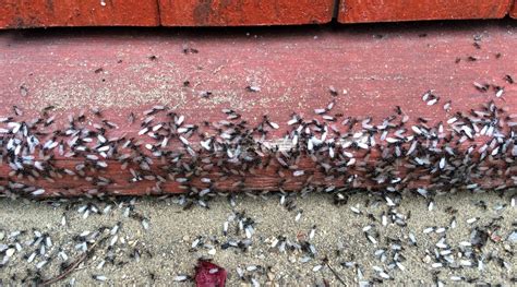 Flying Ants: How To Get Rid of Winged Ants at Your Home