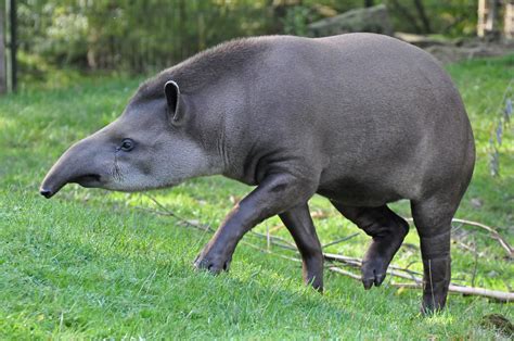 South American tapir - Alchetron, The Free Social Encyclopedia