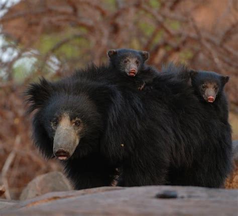 Bear Facts™ on Instagram: “FACT: Sloth bear cubs are blind for the first four weeks after their ...