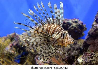 8,585 Red lionfish Images, Stock Photos & Vectors | Shutterstock