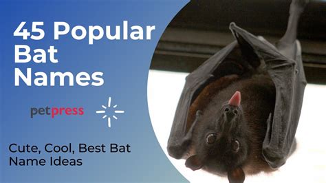 45 Popular Bat Names - Best Way To Name Your Pet Bat - YouTube