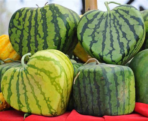 Watermelon Varieties - Understanding the Different Types of Watermelons