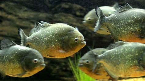 The Piranha Species - How Do You Classify Piranha? - Piranha Guide