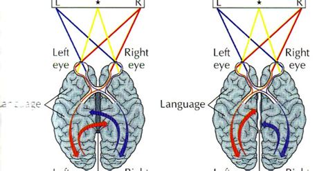 Split Brain ~ AP Psychology