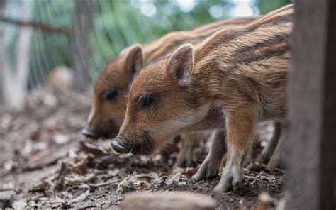 Download wallpapers wild small boars, pets, cute animals, forest animals besthqwallpapers.com ...