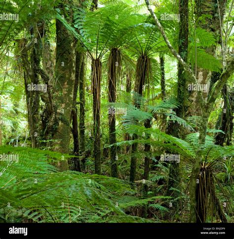 Tree fern forest New Zealand Stock Photo - Alamy