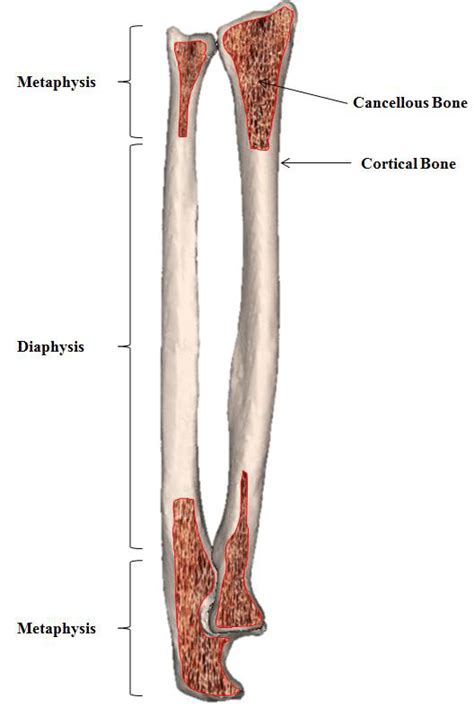 1: Anatomy of Long Bone. Long bones are comprised of two metaphyses at... | Download Scientific ...