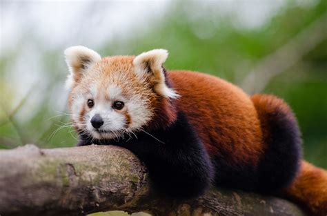 Red panda cubs make public debut at Greenville Zoo - GREENVILLE JOURNAL
