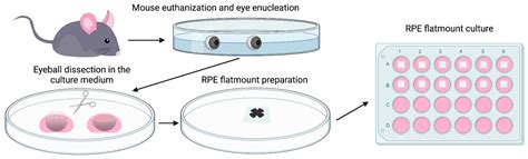 IJMS | Free Full-Text | A Novel Method of Mouse RPE Explant Culture and Effective Introduction ...