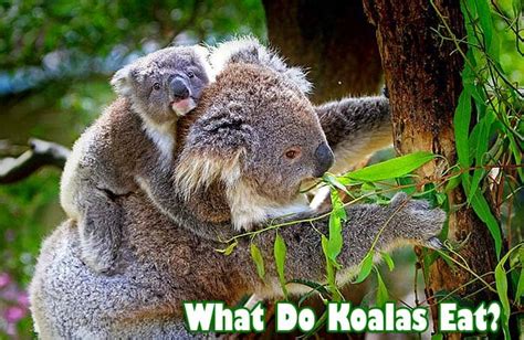 What Do Koalas Eat? | What Eats Koalas? | Biology Explorer