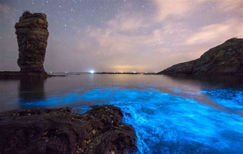 Natural phenomenon lights up the night sea at China’s Dalian - Global Times