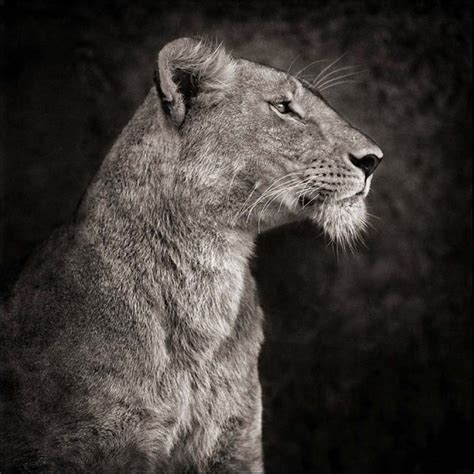 17 Best images about Nick Brandt Photography on Pinterest | Lakes, Wild life and An elephant