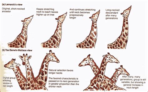 Lamarck vs. Darwin Theories of species development | Darwin's theory of evolution, Darwin theory ...