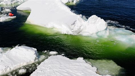 "Crazy Green" Algae Pools Seen in Antarctic Sea