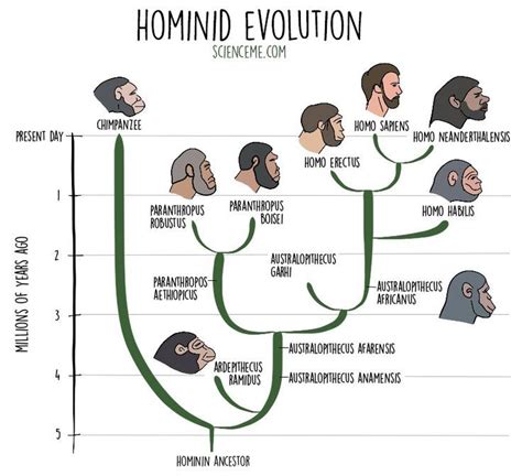 Human Evolution Worksheet For Kids – Thekidsworksheet