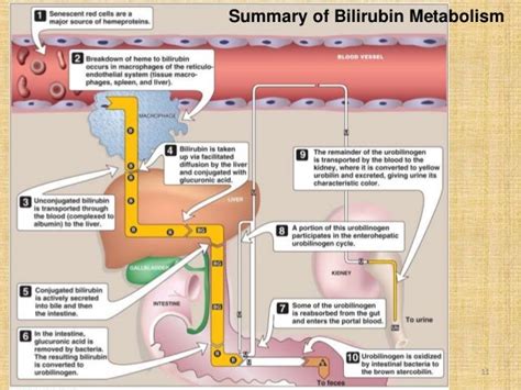 Bilirubin metabolism