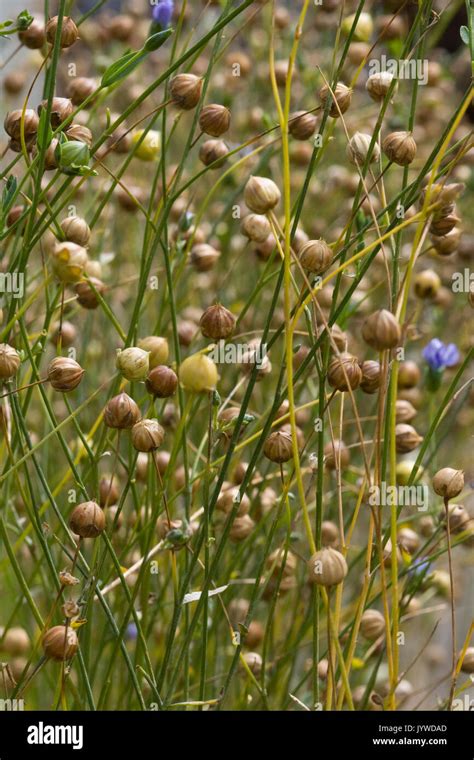 Flax seed plants hi-res stock photography and images - Alamy