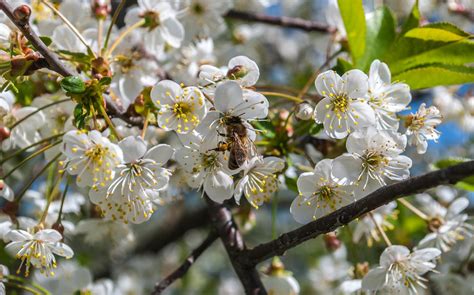 Best White Flowering Crabapple Tree Varieties - EmbraceGardening