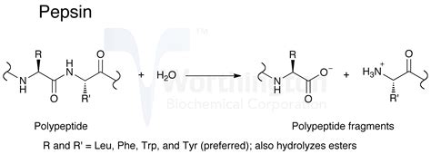 Pepsin - Worthington Enzyme Manual