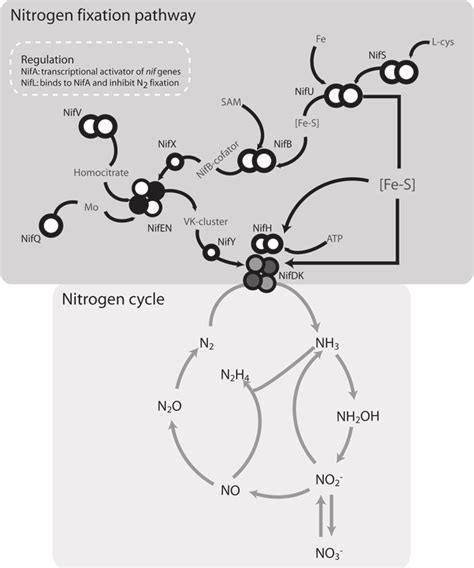 1 Schematic representation of the nitrogen fixation process together... | Download Scientific ...