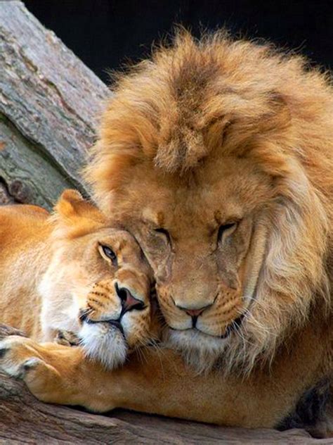 Lion King & his queen | Lion pictures, Animals beautiful, Cute animals