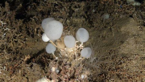 Oceana Discovers New Glass Sponge Species in the Mediterranean - Oceana USA