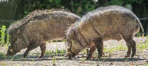 Visayan Warty Pig Habitat