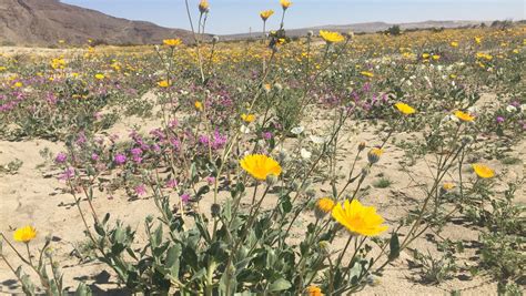 Wildflowers in Borrego Springs