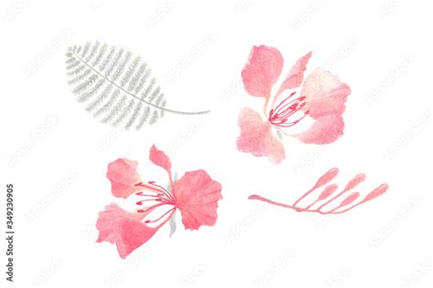 watercolor painting of Royal Poinciana flowers elements on white ...