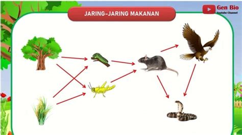 Jaring-Jaring Makanan: Pengertian, Perbedaan, dan Contohnya | Halaman 3