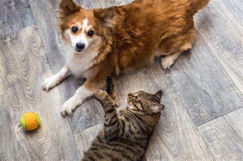 Cat and Dog Playing Together in Apartment with a Ball. Closeup Portrait ...