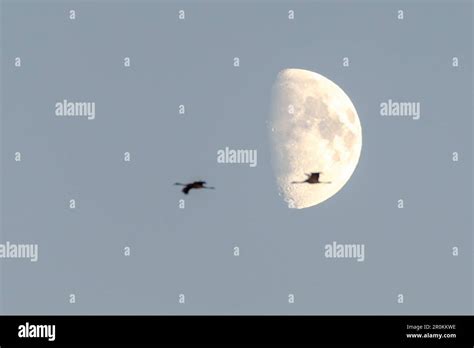 Flying cranes in front of the moon, sunset, crane family, birds of luck ...